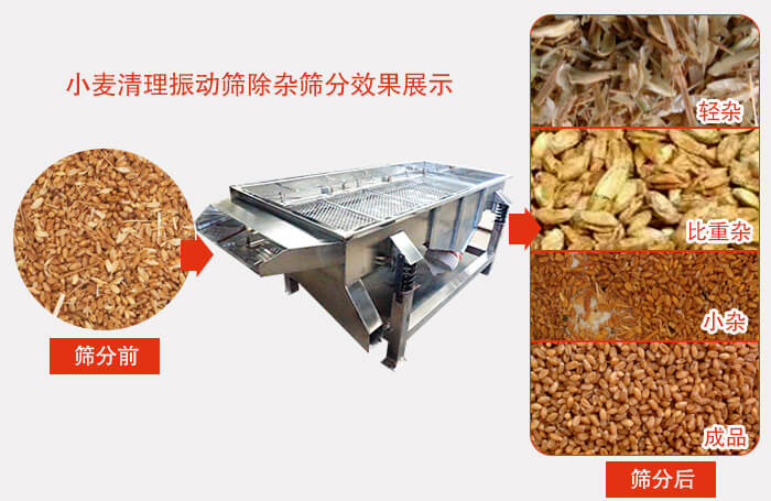 小麦清理妖精视频网站入口小麦筛分效果展示图可同时筛分出轻杂，比重杂，小杂，成品等四个等级。